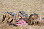 black-backed jackals