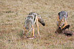 black-backed jackals