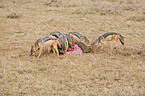 black-backed jackals