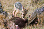 black-backed jackals