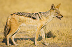 black-backed jackal