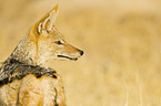 black-backed jackal