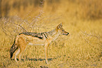 black-backed jackal