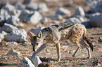 black-backed jackal