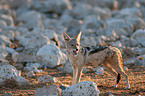 black-backed jackal