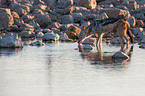 black-backed jackal