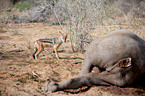 black-backed jackal