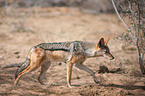 black-backed jackal