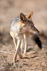 black-backed jackal