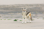 black-backed jackal