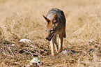 black-backed jackal