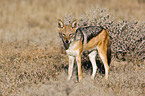 black-backed jackal