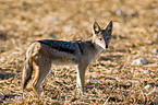 black-backed jackal