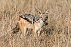 black-backed jackal