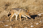 black-backed jackal