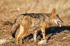 black-backed jackal