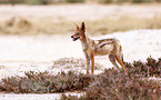 black-backed jackal