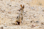 black-backed jackal