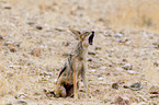 howling black-backed jackal