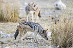 black-backed jackals