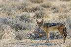 black-backed jackal