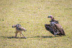 Red Jackal fights with Lappet-faced Vulture