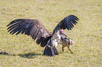 Red Jackal fights with Lappet-faced Vulture