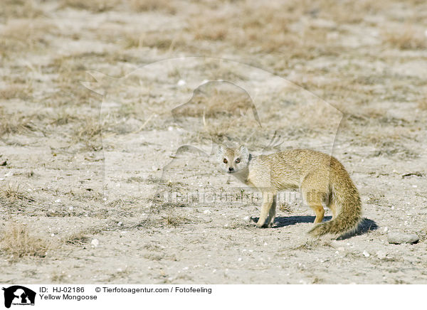 Fuchsmanguste / Yellow Mongoose / HJ-02186