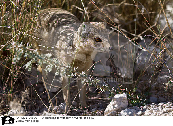 yellow mongoose / MBS-05980