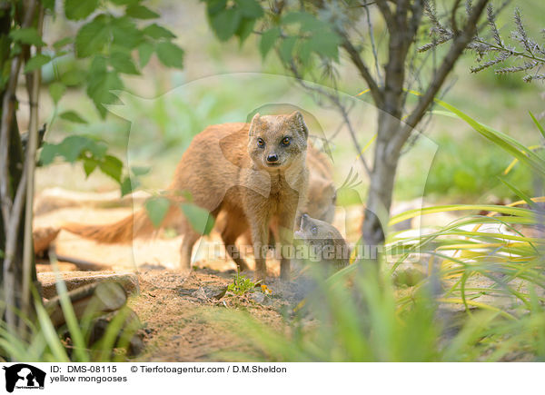Fuchsmangusten / yellow mongooses / DMS-08115