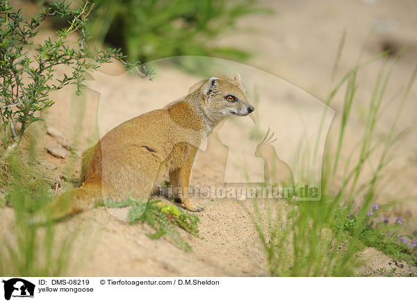 Fuchsmanguste / yellow mongoose / DMS-08219