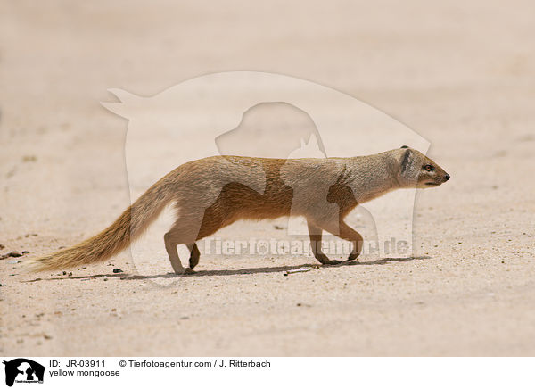 Fuchsmanguste / yellow mongoose / JR-03911
