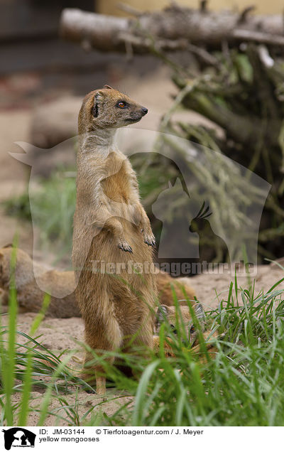 Fuchsmangusten / yellow mongooses / JM-03144