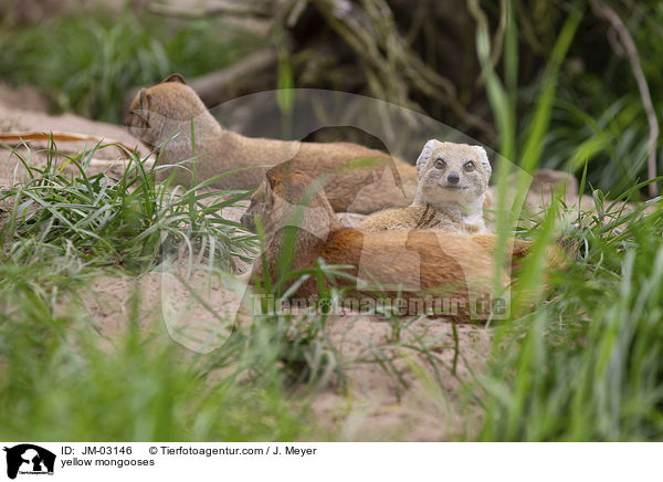 Fuchsmangusten / yellow mongooses / JM-03146