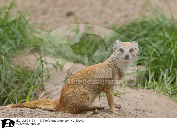 yellow mongoose / JM-03151