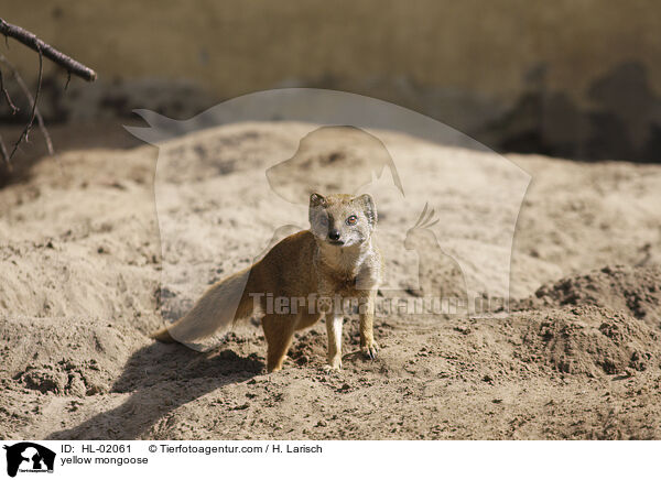 Fuchsmanguste / yellow mongoose / HL-02061