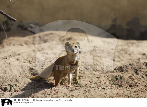 Fuchsmanguste / yellow mongoose / HL-02062