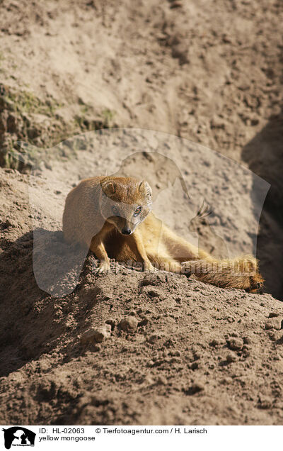 Fuchsmanguste / yellow mongoose / HL-02063