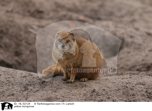 yellow mongoose / HL-02124