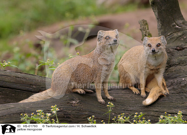 Fuchsmanguste / yellow mongoose / HS-01760