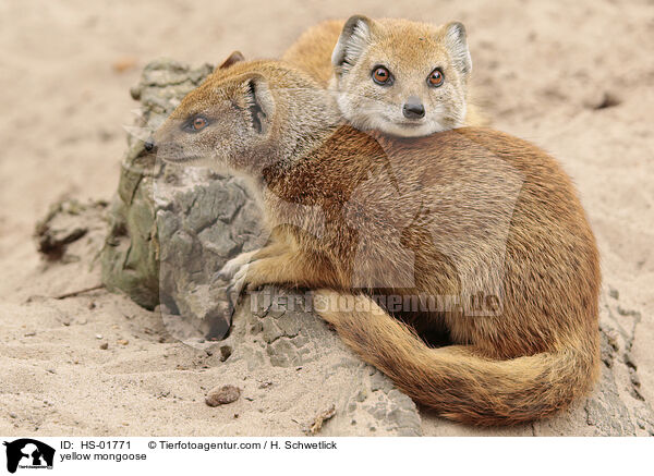 Fuchsmanguste / yellow mongoose / HS-01771
