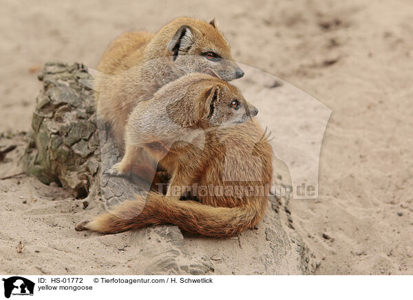 Fuchsmanguste / yellow mongoose / HS-01772