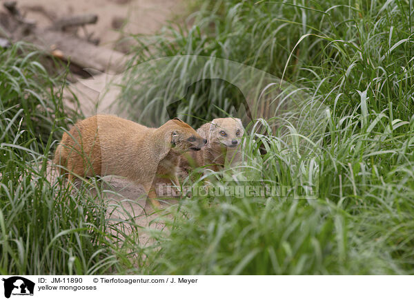 Fuchsmangusten / yellow mongooses / JM-11890