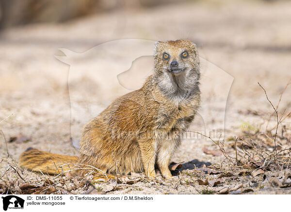 Fuchsmanguste / yellow mongoose / DMS-11055