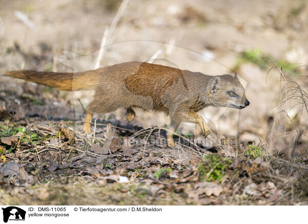 Fuchsmanguste / yellow mongoose / DMS-11065