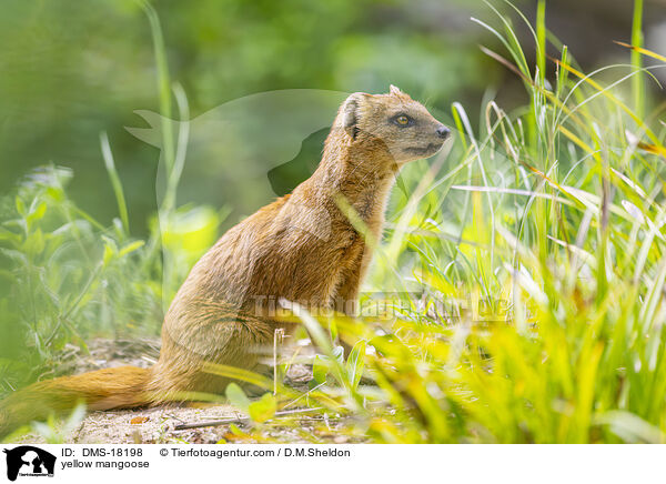 Fuchsmanguste / yellow mangoose / DMS-18198