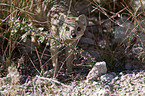 yellow mongoose