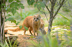 yellow mongooses