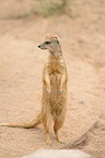 yellow mongoose