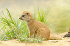 yellow mongoose